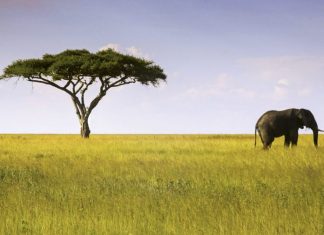 Tanzanya: Bakir Toprakların Ülkesi tanzanya serengeti parkı