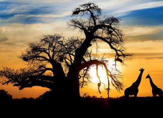 Afrika Tatili İçin En Güvenli ve Güzel 3 Ülke