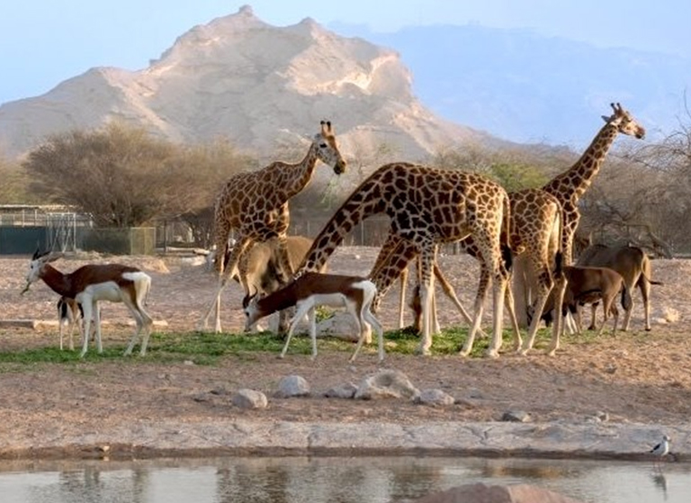 Al Ain Zoo