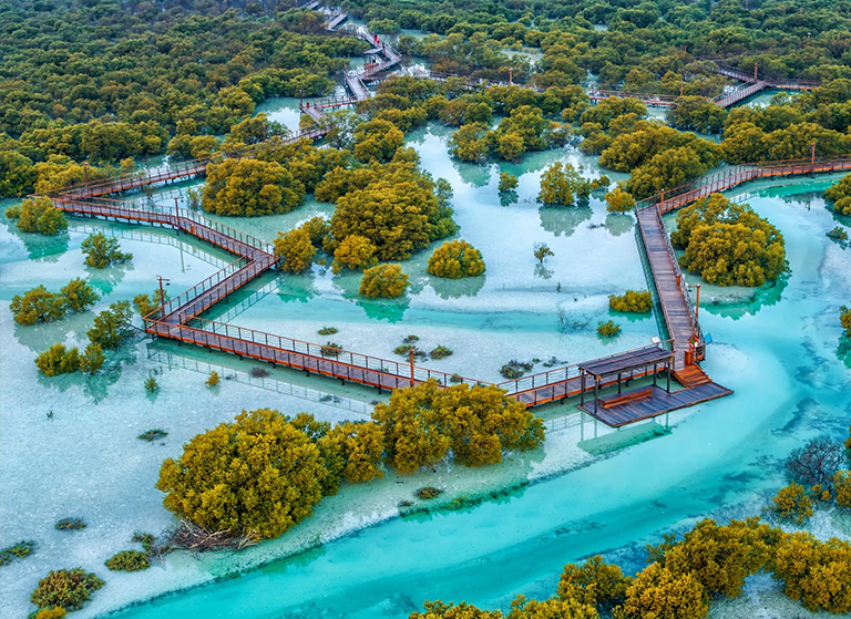 Mangrove