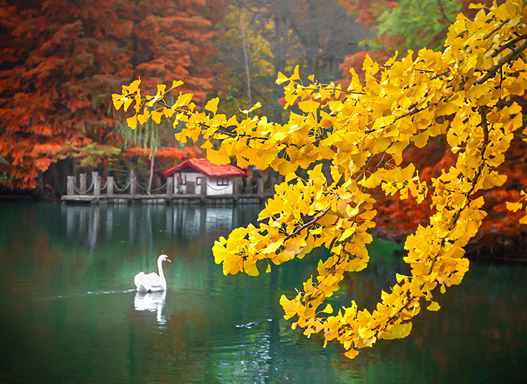 Atatürk Arboretumu
