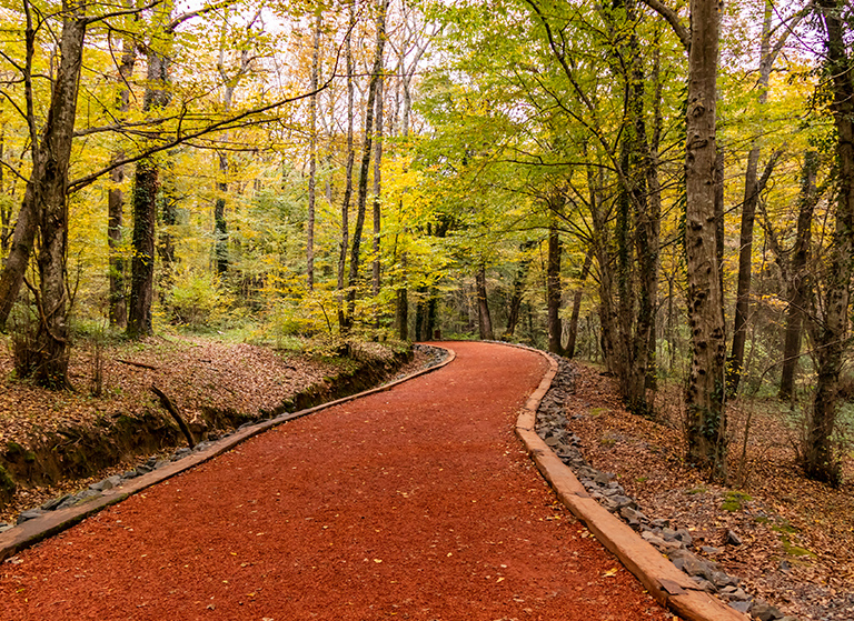 Belgrad Ormanı