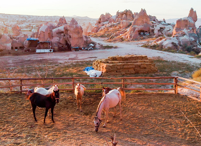 Atlı Safari