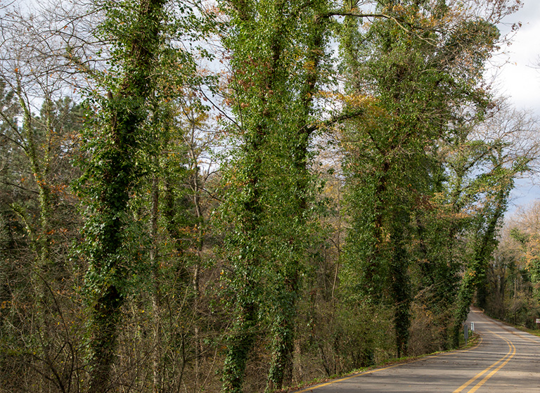 Sakarya İl Ormanı Tabiat Parkı