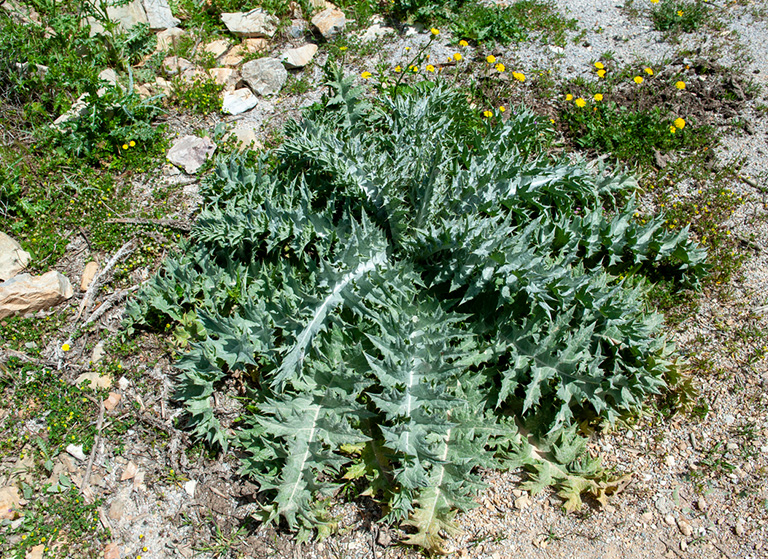 Şevketi Bostan Otu